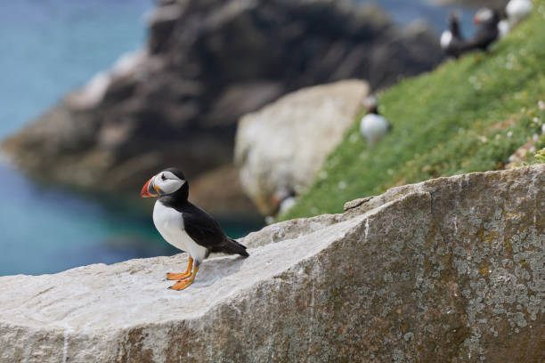 istock puffin standing on a rock cliff . fratercula arctica 1337486204