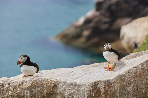 istock puffin standing on a rock cliff . fratercula arctica 1337486839