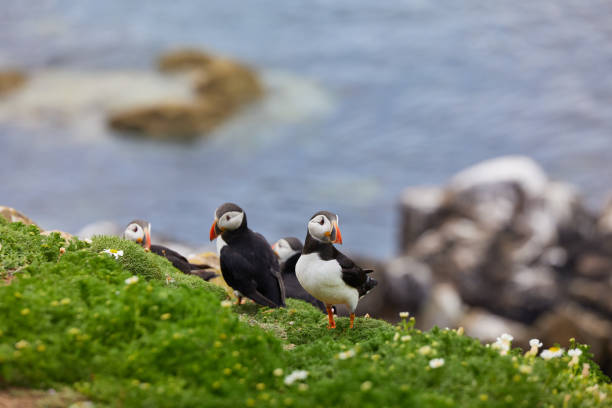 istock puffin standing on a rock cliff . fratercula arctica 1337487215