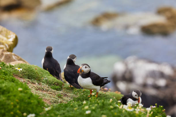 istock puffin standing on a rock cliff . fratercula arctica 1337487281