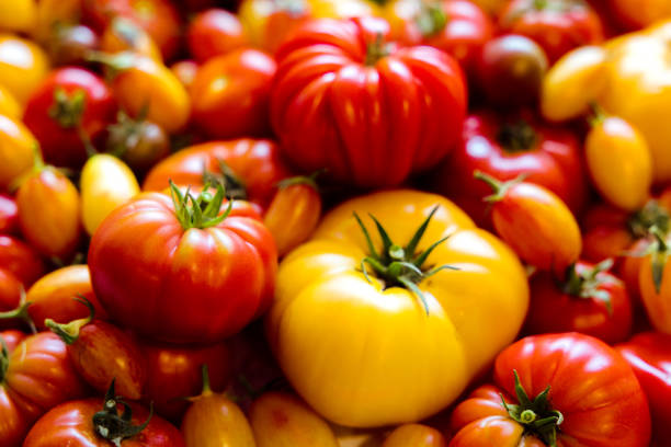 모듬 유기농 가보 토마토 - multi colored vegetable tomato homegrown produce 뉴스 사진 이미지