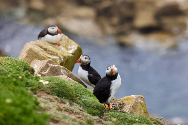 istock puffin standing on a rock cliff . fratercula arctica 1337487358