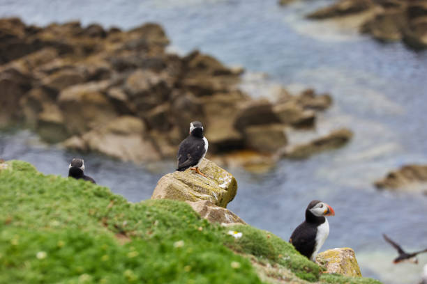 istock puffin standing on a rock cliff . fratercula arctica 1337487392
