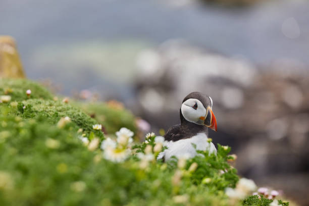 istock puffin standing on a rock cliff . fratercula arctica 1337488069