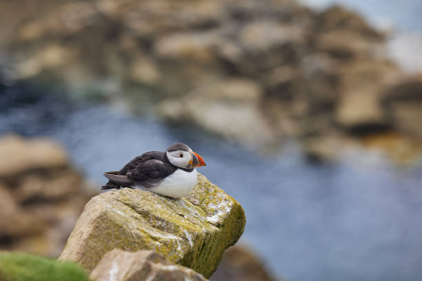 istock puffin standing on a rock cliff . fratercula arctica 1337488132