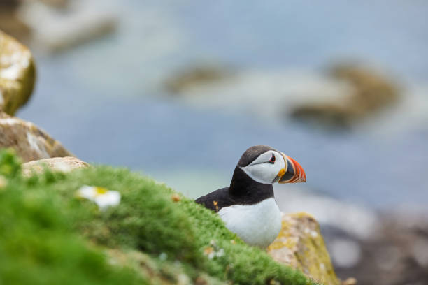 istock puffin standing on a rock cliff . fratercula arctica 1337488283
