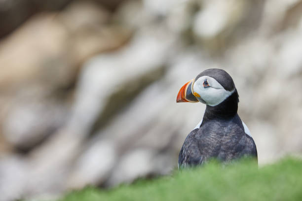 istock puffin standing on a rock cliff . fratercula arctica 1337488713