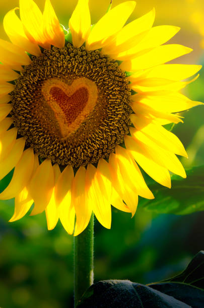 Sunflower with heart inside stock photo