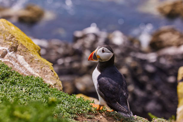 istock puffin standing on a rock cliff . fratercula arctica 1337488863