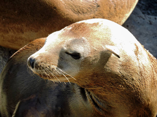 istock Close Up Of Sea Lion 1337489514