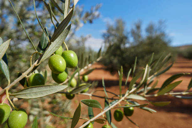 istock Details with olives and olive plantation in Spain 1337489521