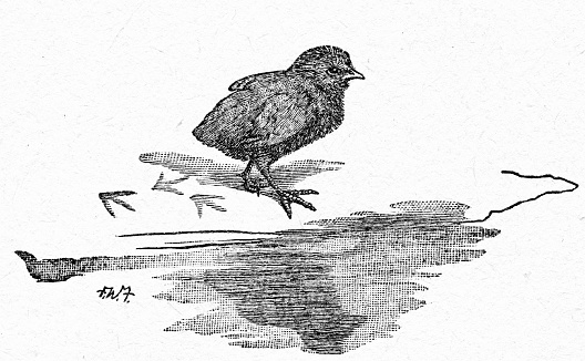 One baby peep, chick, chicken on a white background. Illustration published 1887. Source: Original edition is from my own archives. Copyright has expired and is in Public Domain.