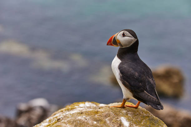 istock puffin standing on a rock cliff . fratercula arctica 1337489539