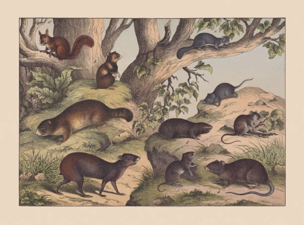 illustrations, cliparts, dessins animés et icônes de rongeurs, chromolithographie colorée à la main, publiée en 1869 - agouti animal