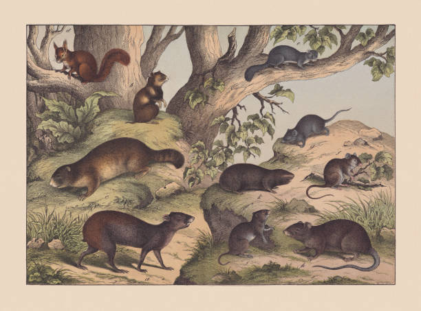 Rodents, hand-colored chromolithograph, published in 1869 Rodents: a) Red-rumped agouti (Dasyprocta leporina); b) European hamster (Cricetus cricetus); c) Alpine Marmot (Marmota marmota); d) Red squirrel (Sciurus vulgaris); e) (Glis glis); f) Common vole (Microtus arvalis); g) House mouse (Mus musculus); h) Brown rat (Rattus norvegicus); i) Wood mouse (Apodemus sylvaticus); k) Greater mole-rat (Spalax microphthalmus). Hand colored chromolithograph, published in 1869. alpine marmot (marmota marmota) stock illustrations