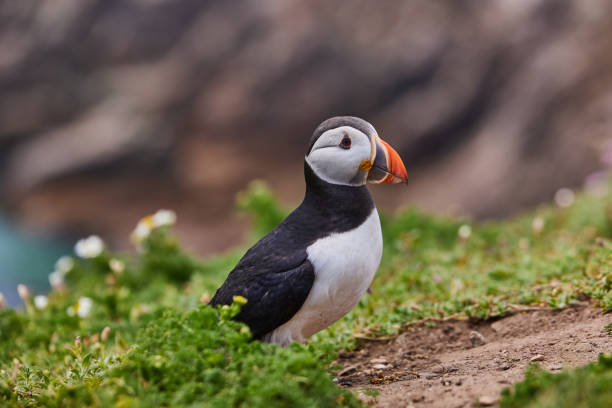 istock puffin standing on a rock cliff . fratercula arctica 1337489929
