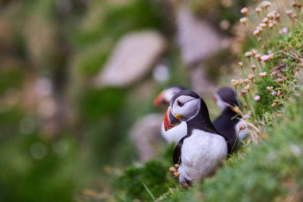istock puffin standing on a rock cliff . fratercula arctica 1337490830
