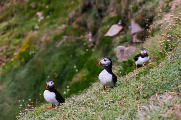 istock puffin standing on a rock cliff . fratercula arctica 1337490865