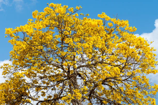 istock The golden trumpet tree, Handroanthus albus. 1337490931