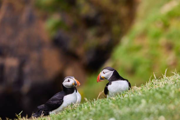 istock puffin standing on a rock cliff . fratercula arctica 1337491074