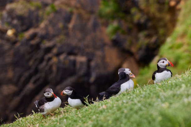 istock puffin standing on a rock cliff . fratercula arctica 1337491082