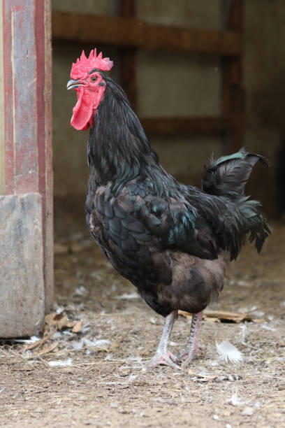 istock Free range hen forages in a farmyard 1337491154