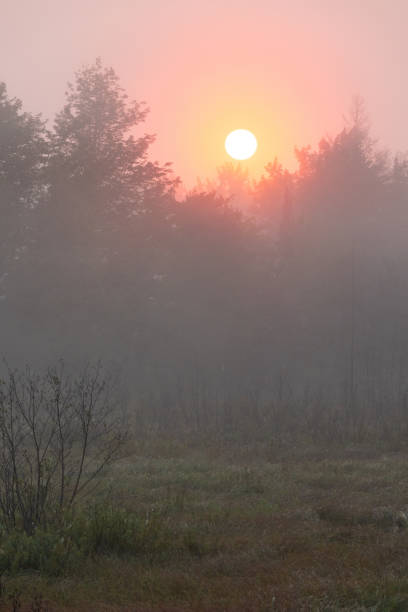 sol dramático da manhã luta através da neblina para criar um show de luz brilhante - city of sunrise sunrise tree sky - fotografias e filmes do acervo