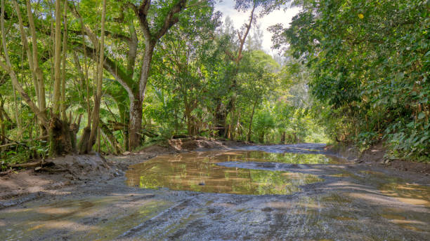 istock Muddy Waipio Valley Road 1337491977