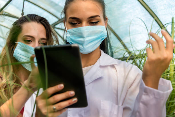 istock In the flower greenhouse. 1337492088