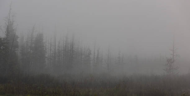 floresta de pinheiros envolta em neblina - city of sunrise sunrise tree sky - fotografias e filmes do acervo