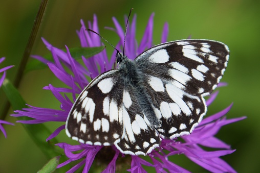 Marbled White butterfly on wild flower