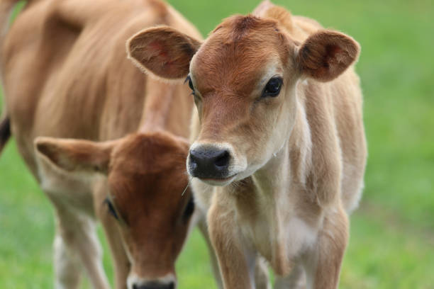 istock Two Jersey calves in a pasture on a farm in summer 1337493452