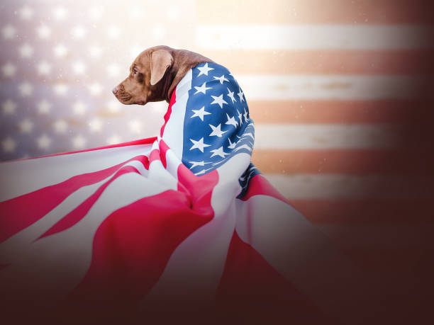 istock Lovable, pretty puppy of chocolate color. Close-up 1337493473