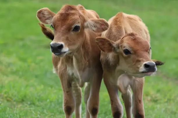 Photo of Two Jersey calves in a pasture on a farm in summer