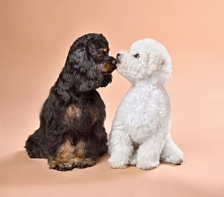 Funny puppies of american cocker spaniel and bichon frise sitting kiss each other on Valentine