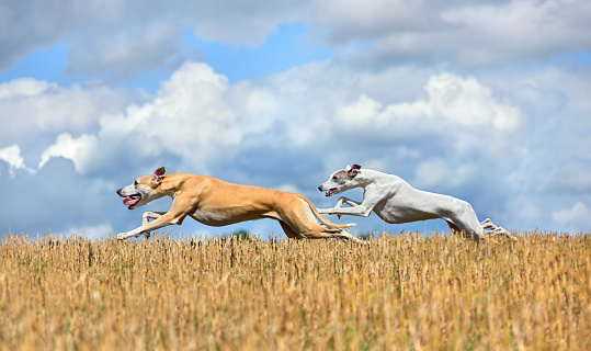Two whippets running across the autumn field during on a coursing training