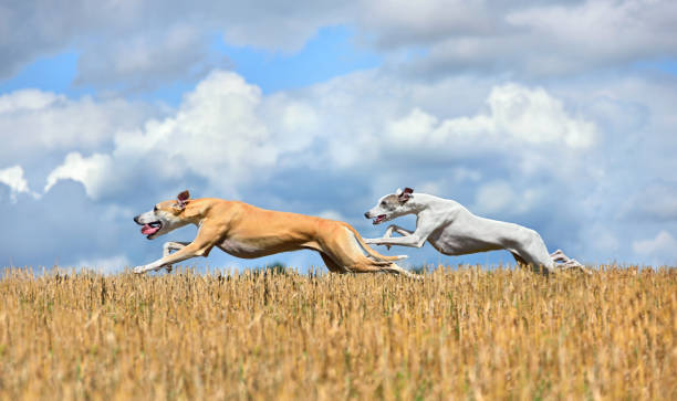 Two whippets running Two whippets running across the autumn field during on a coursing training greyhound stock pictures, royalty-free photos & images