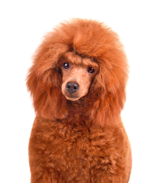 istock Funny apricot poodle 1337494499