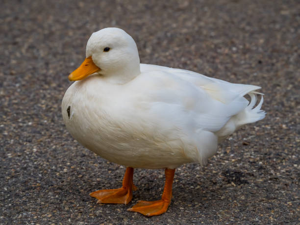 istock Cute white duck on the ground 1337494827