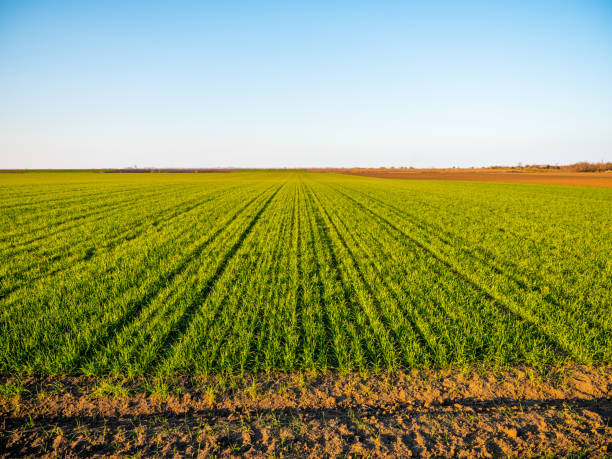 istock Green wheat field, agricultural landscape. 1337495963
