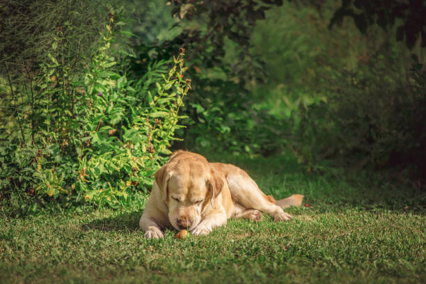 adorable fawn Labrador lies on the grass and eats an apple