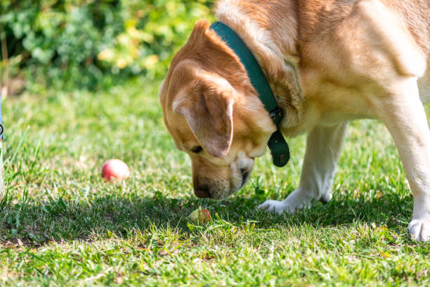 istock Labrador lies on the grass and eats an apple 1337498172