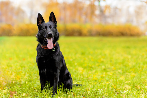 portrait of black german shepherd with long tongue in autumn in the park. dog is waiting for the owner. command to sit, wait. obedience, pet training. copy space, place for text