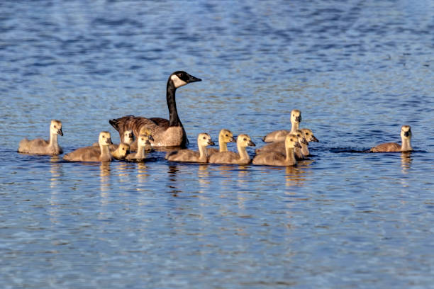 istock female Canada Goose and its babies 1337499205