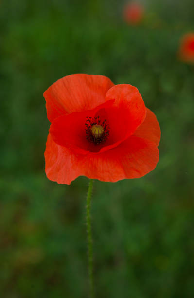 istock Bright single red poppy flower. 1337502359