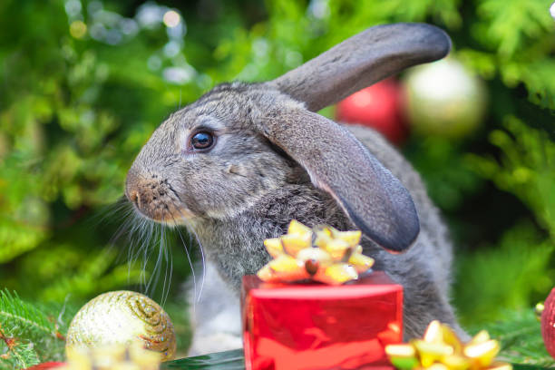 istock Christmas bunny on New Year 1337503108