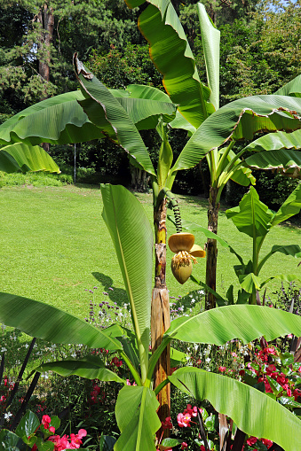 Banana perennial with flower