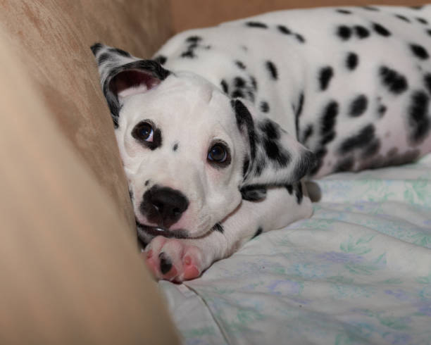 istock A dalmatian puppy 1337504248