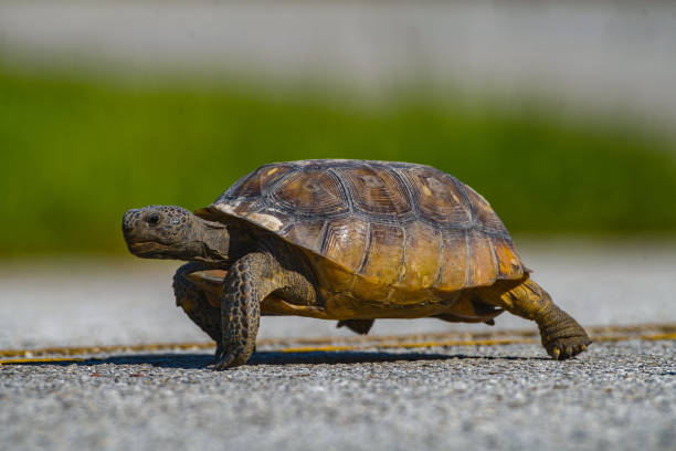 Wild adult Florida gopher tortoise - Gopherus polyphemus - crossing yellow line of highway stock photo