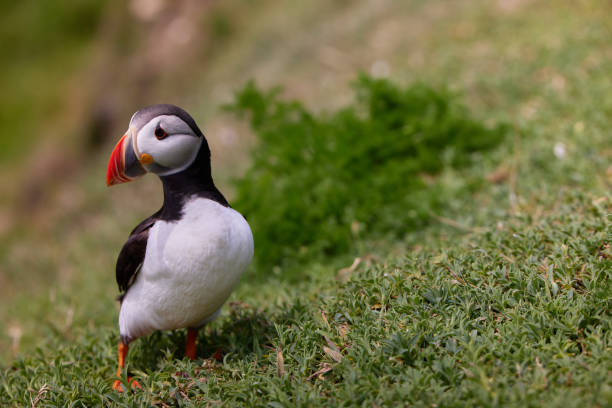 puffin standing on a rock cliff . fratercula arctica.
